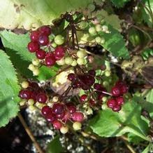 Aralia cordata Aralia cordata