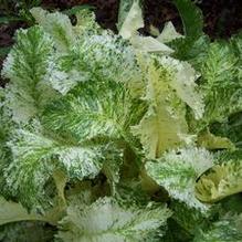 Armoracia rusticana 'Variegata' Armoracia rusticana 'Variegata'