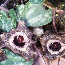 Asarum splendens Asarum splendens