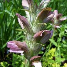 Acanthus hungaricus Acanthus hungaricus