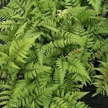 Athyrium x nipponicum 'Branford Beauty' Athyrium x nipponicum 'Branford Beauty'