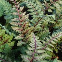 Athyrium nipponicum 'Regal Red' Athyrium nipponicum 'Regal Red'