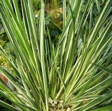 Acorus gramineus 'Himenasumense' Acorus gramineus 'Himenasumense'