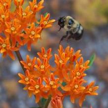 Asclepias tuberosa Asclepias tuberosa