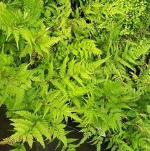 Athyrium filix-femina 'Minutissimum' Athyrium filix-femina 'Minutissimum'