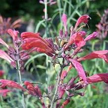Agastache rupestris Agastache rupestris