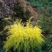 Asparagus pseudoscaber 'Spitzenschleier' Asparagus pseudoscaber 'Spitzenschleier'