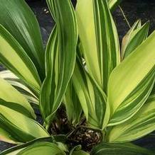Aspidistra elatior 'Eco Exotic' Aspidistra elatior 'Eco Exotic'