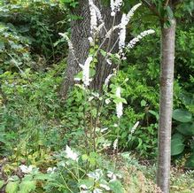 Actaea simplex 'Variegata' Actaea simplex 'Variegata'