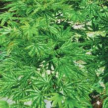 Acer palmatum 'Higasa yama' Acer palmatum 'Higasa yama'