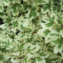 Acer campestre 'Carnival' Acer campestre 'Carnival'