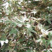 Acer palmatum 'Beni Schischihenge' Acer palmatum 'Beni Schischihenge'