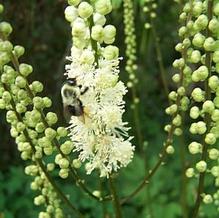 Actaea (syn. Cimicifuga) americana Actaea (syn. Cimicifuga) americana