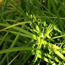 Acorus gramineus 'Licorice' Acorus gramineus 'Licorice'