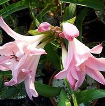 Amarcrinum x 'Elegance' Amarcrinum x 'Elegance'