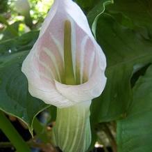 Arisaema candidissimum Arisaema candidissimum