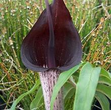 Arisaema thunbergii ''pattern selection'' Arisaema thunbergii ''pattern selection''