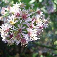 Aster cordifolius Peaks Island Aster cordifolius Peaks Island