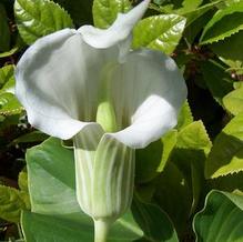 Arisaema candidissimum f. album Arisaema candidissimum f. album