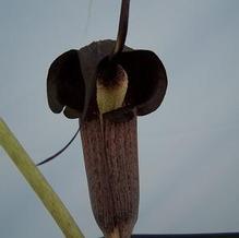Arisaema thunbergii Arisaema thunbergii