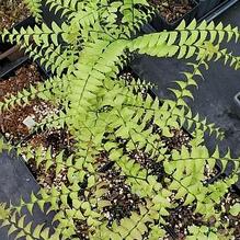 Adiantum pedatum Adiantum pedatum