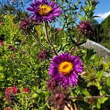Aster novae-angliae 'Marina Wolkonsky' Aster novae-angliae 'Marina Wolkonsky'