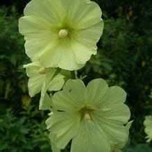 Alcea rugosa Alcea rugosa