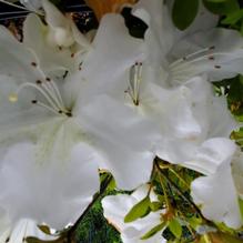 Azalea sp. Azalea sp.