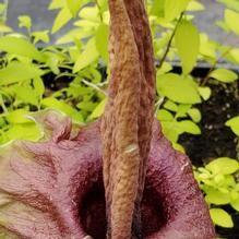 Amorphophallus konjac 'Gordon's Gold' Amorphophallus konjac 'Gordon's Gold'