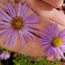 Aster x 'Dawson Road' Aster x 'Dawson Road'