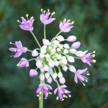 Allium stellatum Allium stellatum