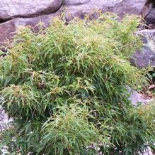 Acer buergerianum 'Mino Yatsubusa' Acer buergerianum 'Mino Yatsubusa'