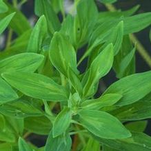 Alstroemeria x 'Laura's Flame' Alstroemeria x 'Laura's Flame'