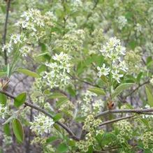 Amelanchier stolonifera Amelanchier stolonifera