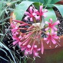 Ammocharis coranica Ammocharis coranica