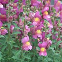 Antirrhinum hispanicum Antirrhinum hispanicum