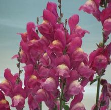 Antirrhinum hispanicum 'Angry Dragons' Antirrhinum hispanicum 'Angry Dragons'