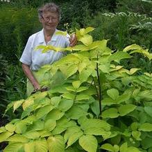 Aralia cordata 'Sun King' Aralia cordata 'Sun King'