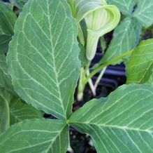 Arisaema triphyllum 'Mrs. French's Veined Form' Arisaema triphyllum 'Mrs. French's Veined Form'