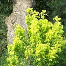 Acer negundo 'Auratum' Acer negundo 'Auratum'