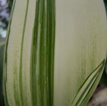 Aspidistra elatior 'Sekko Kan' Aspidistra elatior 'Sekko Kan'