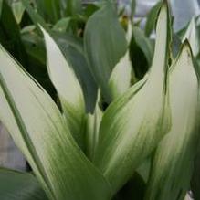 Aspidistra elatior 'Snow Cap' Aspidistra elatior 'Snow Cap'