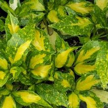 Aucuba japonica 'Picturata' Aucuba japonica 'Picturata'