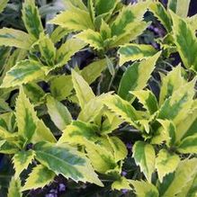 Aucuba japonica 'Sulphur' Aucuba japonica 'Sulphur'