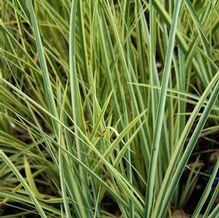 Acorus gramineus 'Variegata' Acorus gramineus 'Variegata'