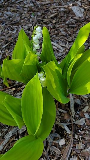 Convallaria majalis 'Fernwood's Golden Slippers' - Lily-of-the-Valley from Quackin Grass Nursery