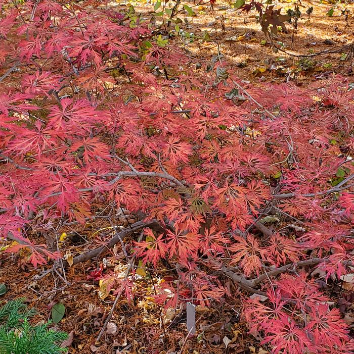 Acer japonicum 'Green Cascade' - from Quackin Grass Nursery Acer japonicum 'Green Cascade' - from Quackin Grass Nursery