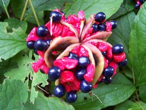 Paeonia japonica be-jeweled seed head on 8.23.2014