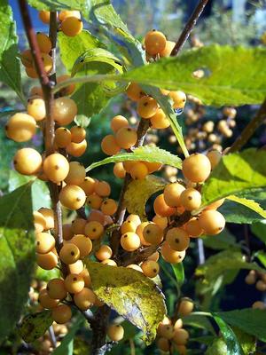 Ilex verticillata 'Golden Verboom'