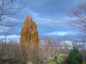 Fagus sylvatica 'Red Obelisk' in November. Sky, clouds and light are garden elements if you choose to expand your vision.